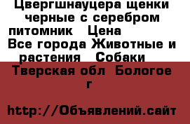 Цвергшнауцера щенки черные с серебром питомник › Цена ­ 30 000 - Все города Животные и растения » Собаки   . Тверская обл.,Бологое г.